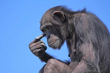 Des chercheurs de l’université d’Utrecht (Pays-Bas) et de Durham (Royaume-Uni) ont observé ce qui ressemble à des effets de mode dans deux groupes distincts de chimpanzés. © Smart Image Studio, Adobe Stock