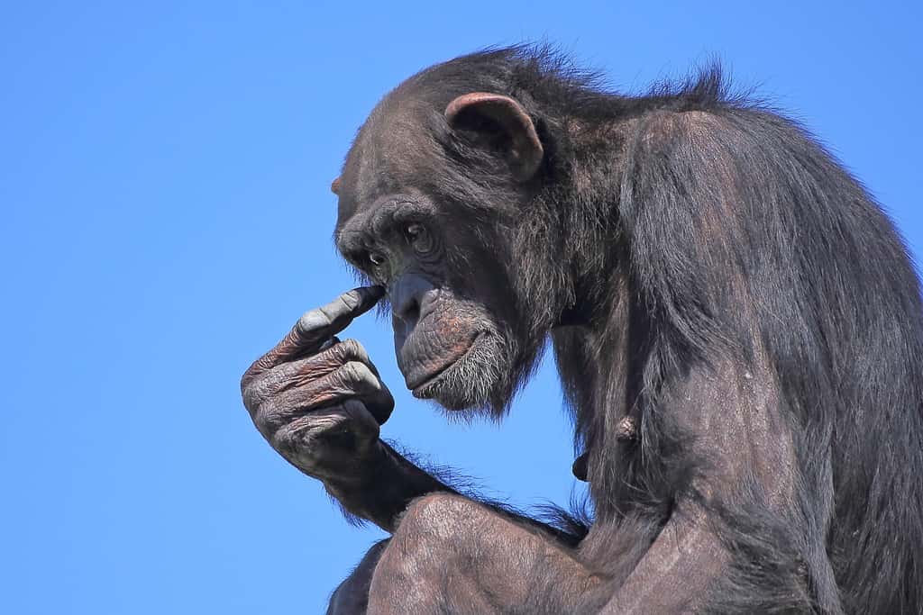 Des chercheurs de l’université d’Utrecht (Pays-Bas) et de Durham (Royaume-Uni) ont observé ce qui ressemble à des effets de mode dans deux groupes distincts de chimpanzés. © Smart Image Studio, Adobe Stock
