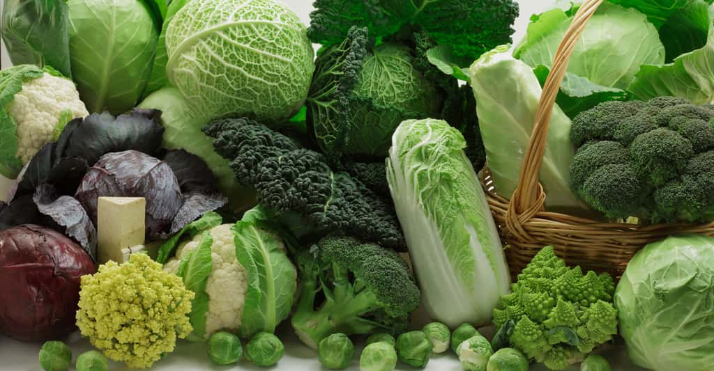 Différentes sortes de choux : rouge, Romanesco, vert, blanc... © Shulevskyy Volodymyr, Shutterstock