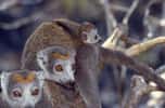 Lémur couronné Eulemur coronatusLe lémur couronné est une espèce de primate endémique du nord de Madagascar. Il doit son nom à la tache orangée ou brun-rougeâtre en forme de couronne sur le sommet de sa tête, un trait distinctif qui le différencie des autres espèces de lémuriens. Il mesure environ 30 à 35 cm de longueur pour le corps, avec une queue pouvant atteindre 45 cm et pèse entre 1,2 et 1,5 kg. Son pelage est doux, avec une coloration générale brun-gris. Les mâles arborent la fameuse couronne orangée, tandis que celle des femelles est plus discrète, de teinte brune. Comme de nombreux lémuriens, leurs grands yeux sont adaptés à une activité partiellement nocturne et leur permettent une excellente vision dans l'obscurité.Dimorphisme sexuel : le mâle et la femelle présentent des différences de coloration de leur pelage, ce qui est assez courant chez les lémuriens du genre Eulemur.Habitat : le lémur couronné habite principalement les forêts sèches décidues du nord de Madagascar, comme dans les réserves d’Ankarana et de Montagne d’Ambre. Il préfère les forêts à couvert dense, mais peut également s'adapter à des milieux plus secs.Activité : c'est une espèce cathémérale, c’est-à-dire qu’elle est active à la fois le jour et la nuit, selon les besoins et les conditions environnementales. Ils vivent en groupes sociaux de 5 à 15 individus, composés de mâles, de femelles et de jeunes. Les femelles dominent souvent les mâles dans leur hiérarchie sociale.Saison des amours et reproduction : elle a lieu principalement entre mai et juin. La gestation dure environ 120 jours, et les femelles donnent naissance à un seul petit, généralement en septembre ou octobre. Le petit s'accroche au ventre de sa mère pendant ses premières semaines, puis se déplace sur son dos. Les mères jouent un rôle essentiel dans l'éducation des jeunes. Les lémuriens couronnés atteignent leur maturité sexuelle vers l'âge de 2 à 3 ans.Alimentation principale : le lémur couronné est un omnivore opportuniste. Son régime alimentaire se compose principalement de fruits, mais il consomme aussi des feuilles, des fleurs, des graines et parfois des insectes.Rôle écologique : en tant que disperseur de graines, il joue un rôle crucial dans la régénération des forêts de Madagascar. Le lémur couronné est menacé par la déforestation, les feux de brousse et le braconnage. Son habitat naturel est fragmenté, ce qui réduit ses populations.L'UICN (Union Internationale pour la Conservation de la Nature) classe cette espèce comme « Vulnérable ». Des efforts de conservation, notamment dans les réserves protégées, visent à préserver son habitat et ses populations. Le lémur couronné incarne parfaitement l'unicité de Madagascar et la nécessité urgente de protéger ses écosystèmes pour éviter la disparition de ses espèces emblématiques.© Bernard Dupont, Wikimedia Commons, CC 2.0