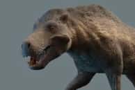 Pas si féroces : la surprenante vérité sur les redoutables « cochons Terminator ». © Max Bellomio, iStock