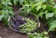 Récolte de différentes variétés de haricots au potager. ©Image'in, AdobeStock