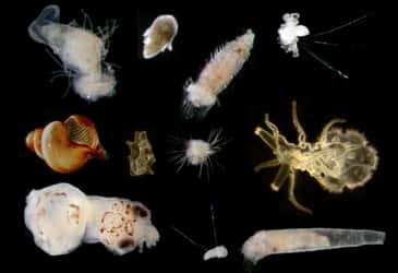 Exemples de larves planctoniques, récoltées au filet lors des campagnes Larvasud dans le golfe de Gascogne en 2008 et observées à la loupe binoculaire. © Sakina-Dorothée Ayata