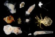 Exemples de larves planctoniques, récoltées au filet lors des campagnes Larvasud dans le golfe de Gascogne en 2008 et observées à la loupe binoculaire. © Sakina-Dorothée Ayata