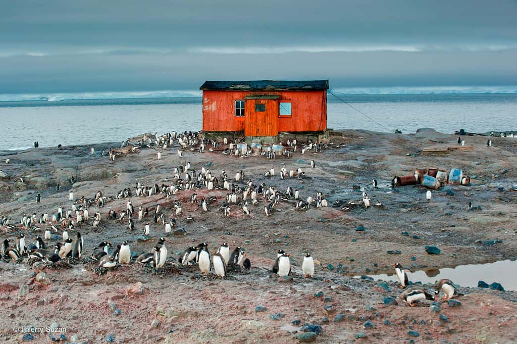 Sur l'île Petermann, les oiseaux marins trouvent refuge, nourrissent leurs petits et perpétuent leur cycle de vie dans l'immensité sauvage de l'Antarctique. Colonie de manchots papous, île Petermann. © Thierry Suzan – Tous droits réservés