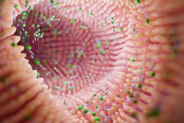 Un microbe intestinal courant pourrait protéger le foie, selon une étude. © Oleksandra Troian, iStock