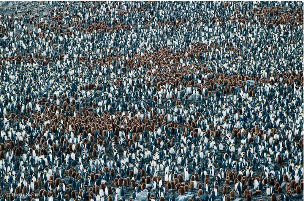 Les manchots se serrent les uns contre les autres, unis comme une forteresse face aux dangers. Ensemble, ils forment un rempart vivant de plumes et de courage, leur coeur battant à l'unisson pour protéger les plus fragiles, Baie de St Andrews, Géorgie du Sud. © Thierry Suzan – Tous droits réservés