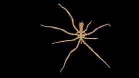 Des populations massives de Sericosura ont été observées dans d'autres suintements et cheminées hydrothermales, et cette étude suggère qu’elles pourraient, elles aussi, établir des relations inédites avec des microbes qui utilisent le méthane pour vivre, expliquent les chercheurs. © Chen, C., Jamieson, J.W. &amp; Tunnicliffe, V. (2024)